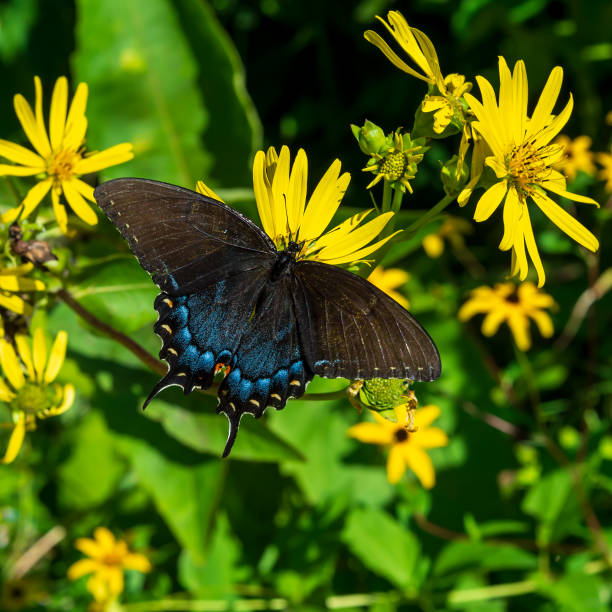 istock Butterfly on a yellow wildflower. 2170692461