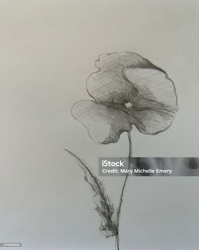 Drawf Poppy Poppy Drawing Stock Illustration - Download Image Now - Anniversary ...