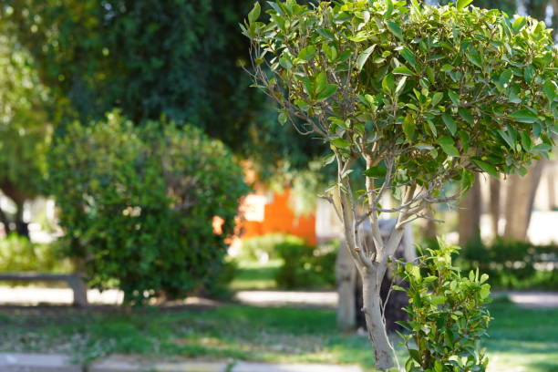 Natural landscape green trees