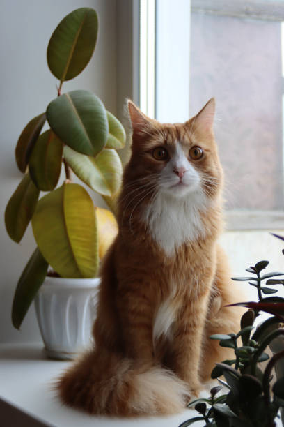 istock cute Marquis cat 2170696905