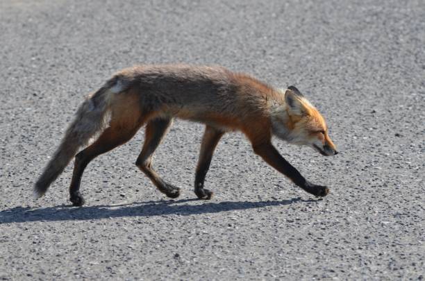 istock A red fox crossing a parking lot 2170696912