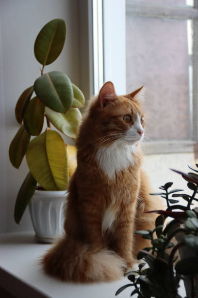 istock cute Marquis cat 2170696957