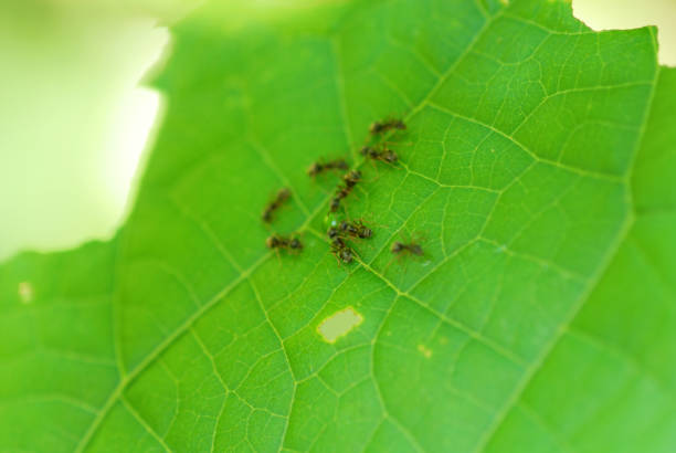 A group of small ants on a green leaf