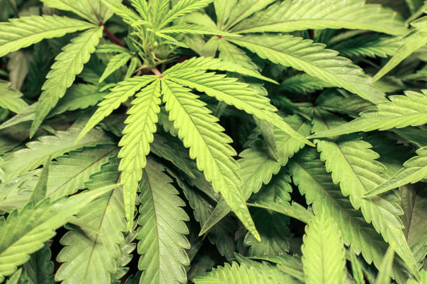 istock Cannabis hemp leaves plant 2170697131