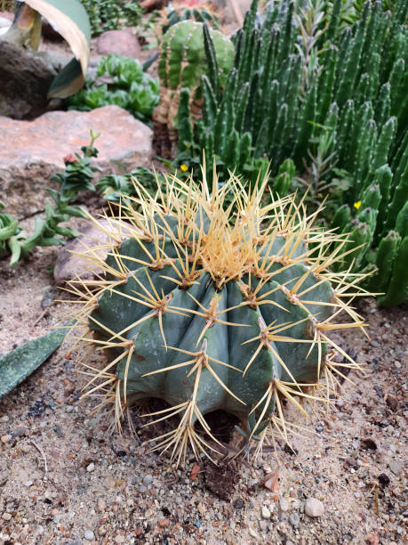 Close up of single spiny barrel cactus ferocactus