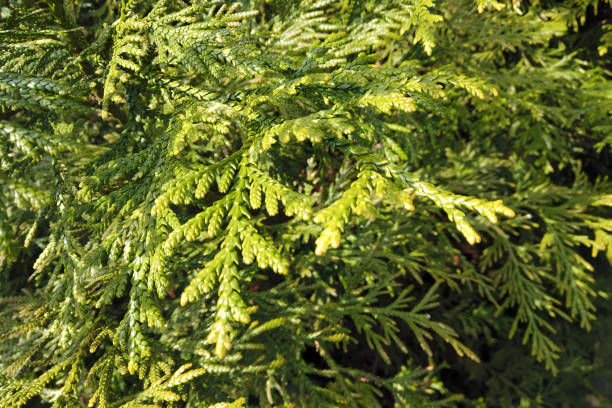 Close up of evergreen conifer plant Thuja occidentalis or Arborvitae or Western red cedar with fresh green leaves outdoor in botanical garden. Beautiful springtime natural background, macro shot.