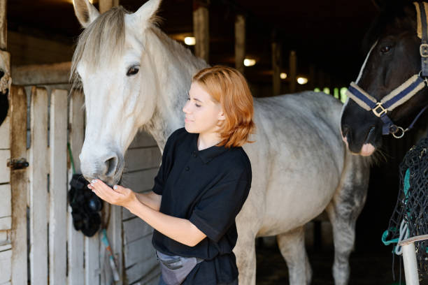istock Feeding Horse in Stable with Gentle Touch 2170700401