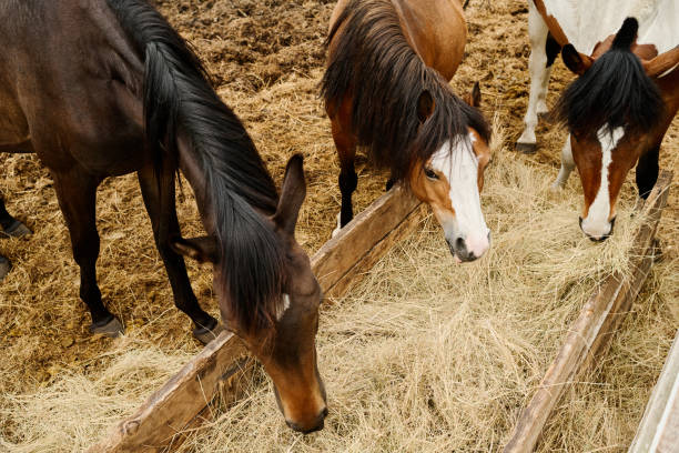 Horses feeding on hay in rustic wooden pen, with dirt ground underfoot creating natural setting around them, showing sociable behavior and closeness among animals feasting together