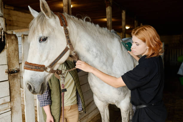 istock Grooming White Horse in Barn by Equestrian Caretaker 2170700536