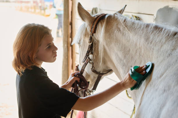 istock Brushing Horse in Stable with Care and Focus 2170700555