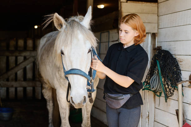 istock Brushing Horse in Barn with Attentive Care and Focus 2170700567