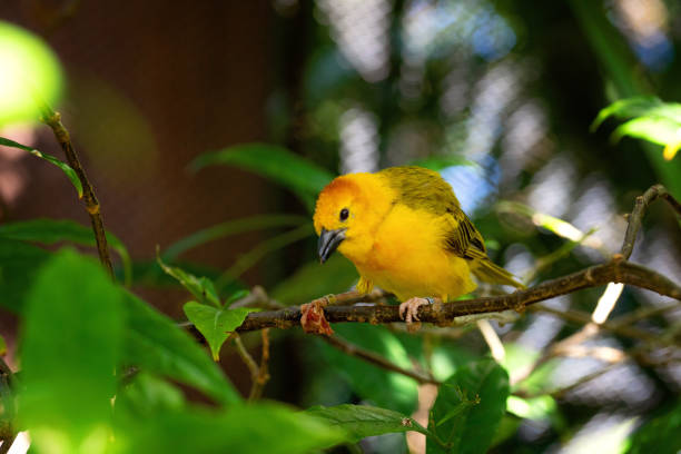 istock Taveta Golden Weaver Bird 2170701183