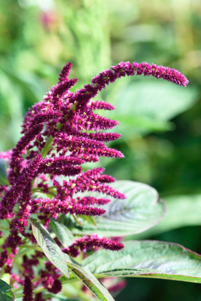 Amaranthus hypochondriacus. Macro photography, no people