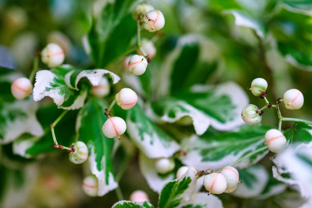 Euonymus fortunei, Silver Queen. Macro photography, no people