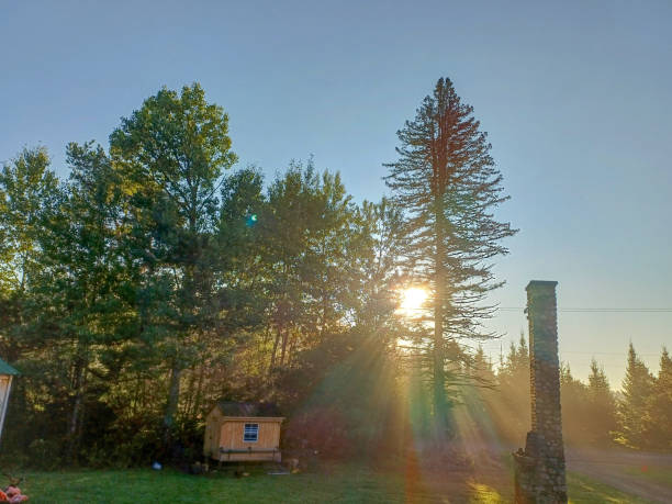 Sun rays passing trough tree in the morning