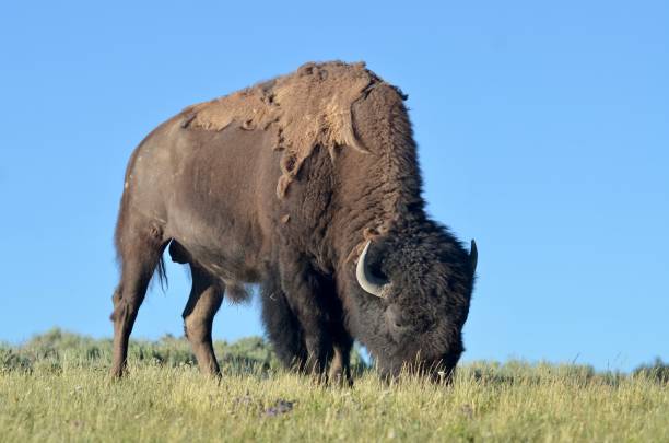 istock A big male bison peacefully grazing 2170702826
