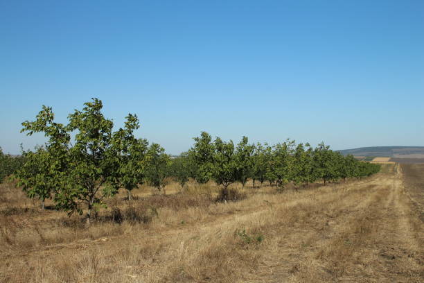istock A group of trees in a field 2170703794