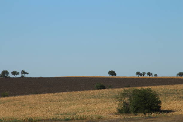 A field with trees in the background. Grass. Sky. Outdoor. Field. Grassy