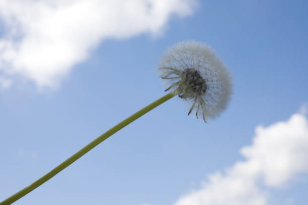 Dandelion seed head against the blue sky with white clouds. Beautiful dandelion, ready to fly