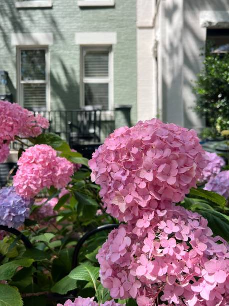 istock Colorful flowers on Capitol Hill. 2170705277