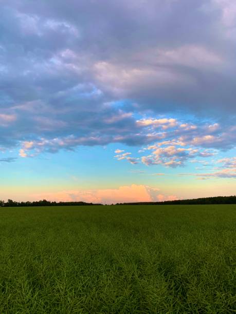 istock Sunset prairie field in Manitoba. 2170705303