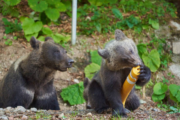 istock Bears at the roadside in Romania 2170706494