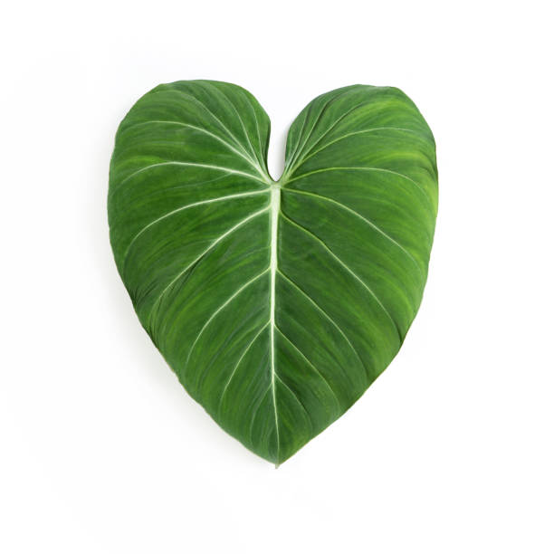 Philodendron Gloriosum leaf close-up against isolated white backdrop. Ideal for use in nature-focused content, plant care visuals, and eco-friendly lifestyle imagery.