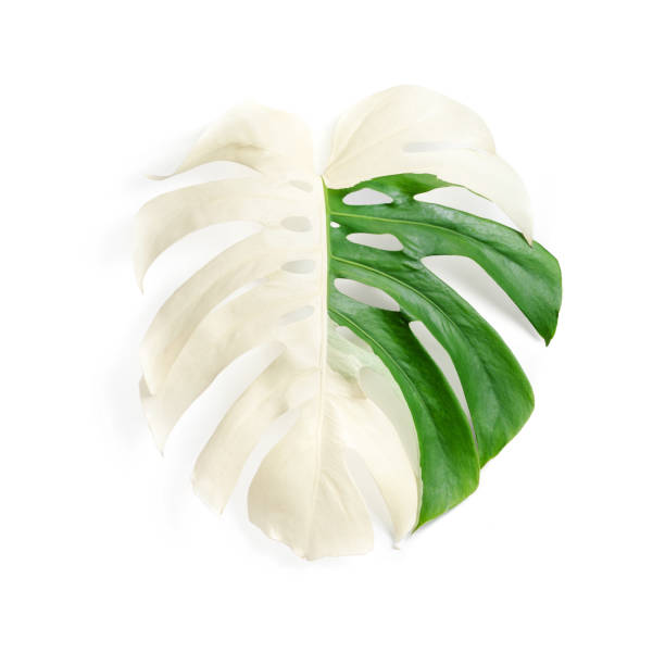 Monstera Albo (Monstera Deliciosa Albo Variegata) leaf close-up against isolated white backdrop. Ideal for use in nature-focused content, plant care visuals, and eco-friendly lifestyle imagery.