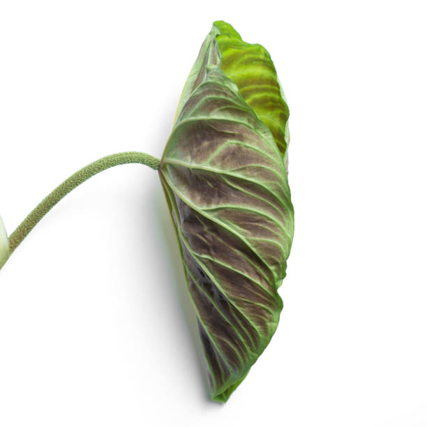 istock Philodendron Verrucosum leaf close-up against isolated white backdrop. Ideal for use in nature-focused content, plant care visuals, and eco-friendly lifestyle imagery. 2170706953