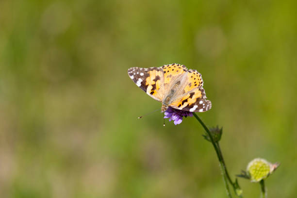 butterfly sits on a  flower in the sunny summer day