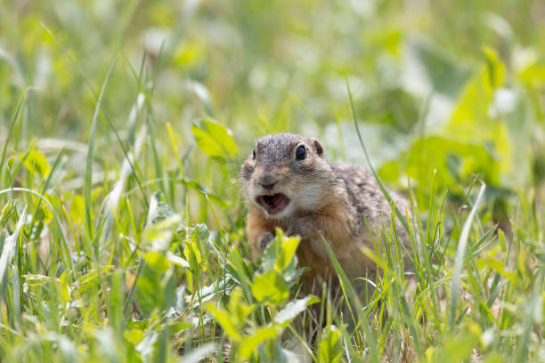 istock Speckled ground squirrel animal sits among the green grass 2170707886
