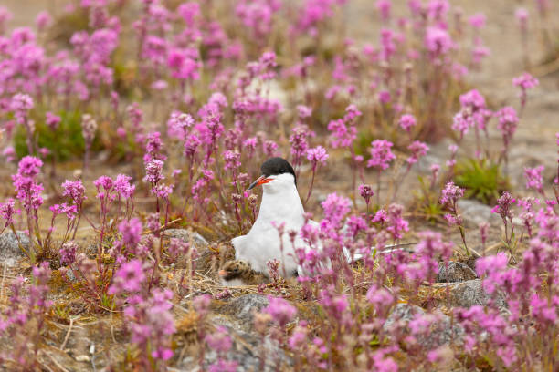 Common tern with a chick sits on a nest among pink flowers, close up