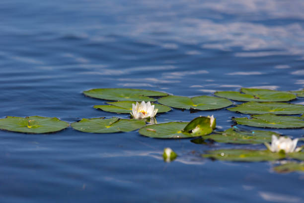 Beautiful water lily blooming at in a middle of mega city Beijing.