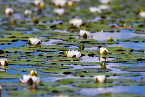 Beautiful white water lily close up