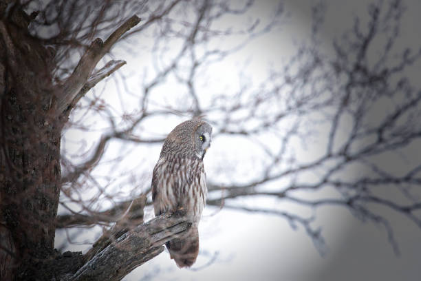 istock Great gray owl sitting on a tree branch close up 2170707934