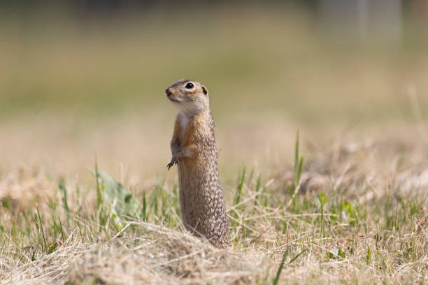 istock Speckled ground squirrel animal stands on its hind legs 2170708004