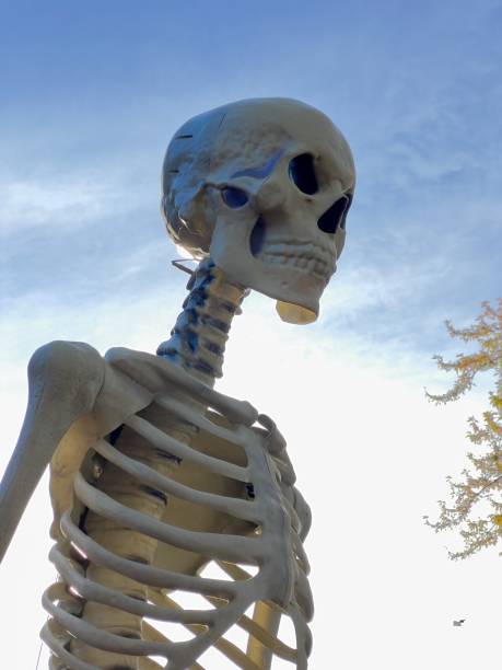 Huge and  creepy bones