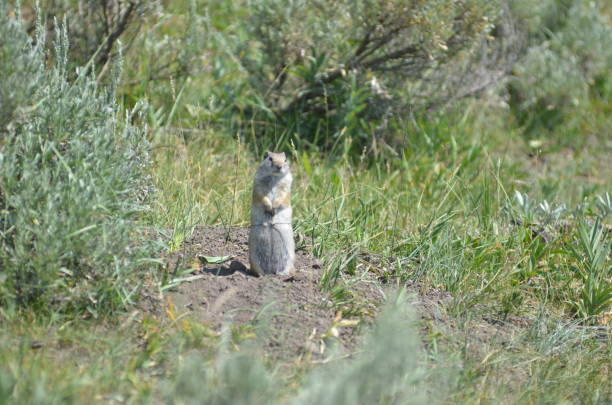 istock A curious prairie dog standing on two legs looking at the camera 2170708826