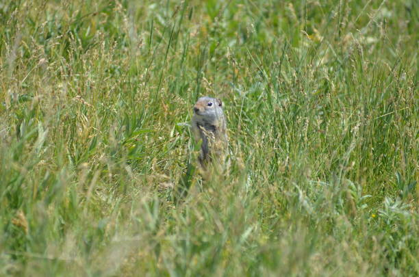 istock A prairie dog peaking over the grass blades 2170709254