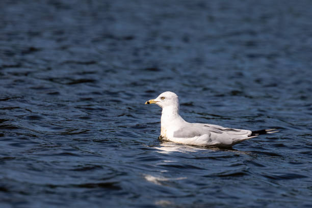 Ring-billed Gull (Larus delawarensis) floating in the middle of a lake