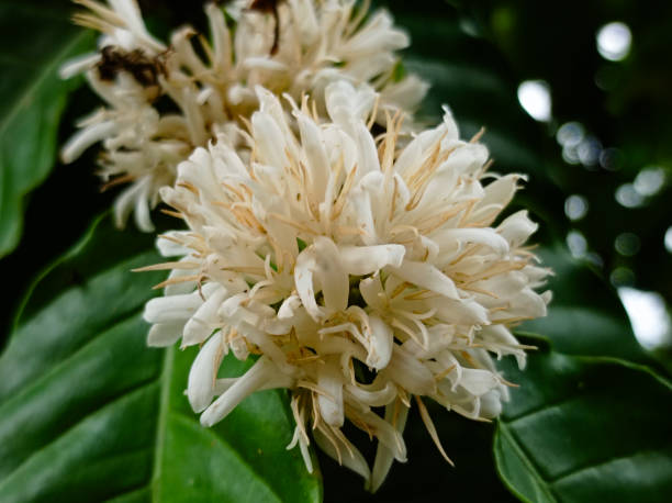 istock Coffee flowers blooming in the garden 2170710071