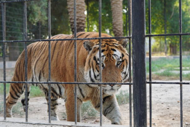 The tiger behind the iron fence is looking