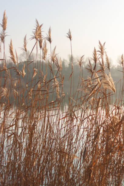 istock beautiful landscape in the morning 2170713589