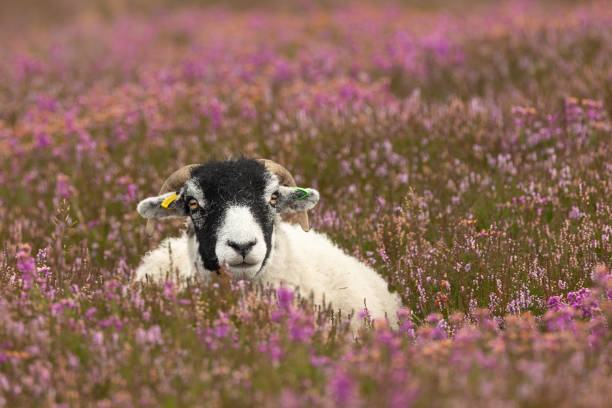 Swaledale sheep, lying down and facing front in colourful purple heather in Summertime and  Swaledale sheep are an indigenous breed to the area of North Yorkshire, UK.  Space for copy.  Horizontal.