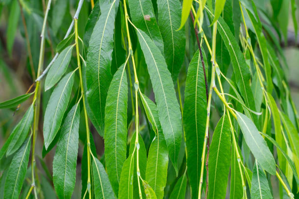istock Green branches of weeping willow tree closeup. Texture leaves. 2170714776
