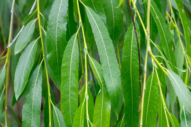 Green branches of weeping willow tree closeup. Texture leaves.