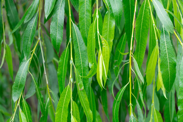 istock Green branches of weeping willow tree closeup. Texture leaves. 2170714778
