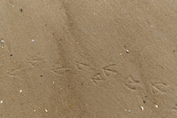 traces of birds in the sand