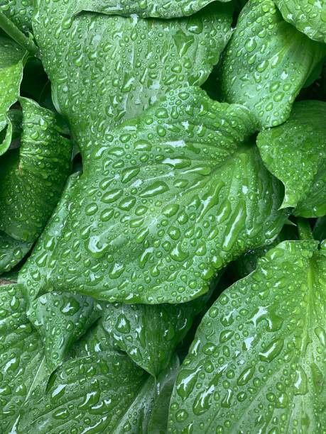 istock Wet green leaves 2170716146