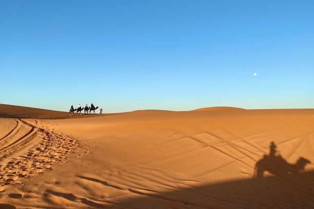 istock Camel Shadows near Merzouga 2170718692